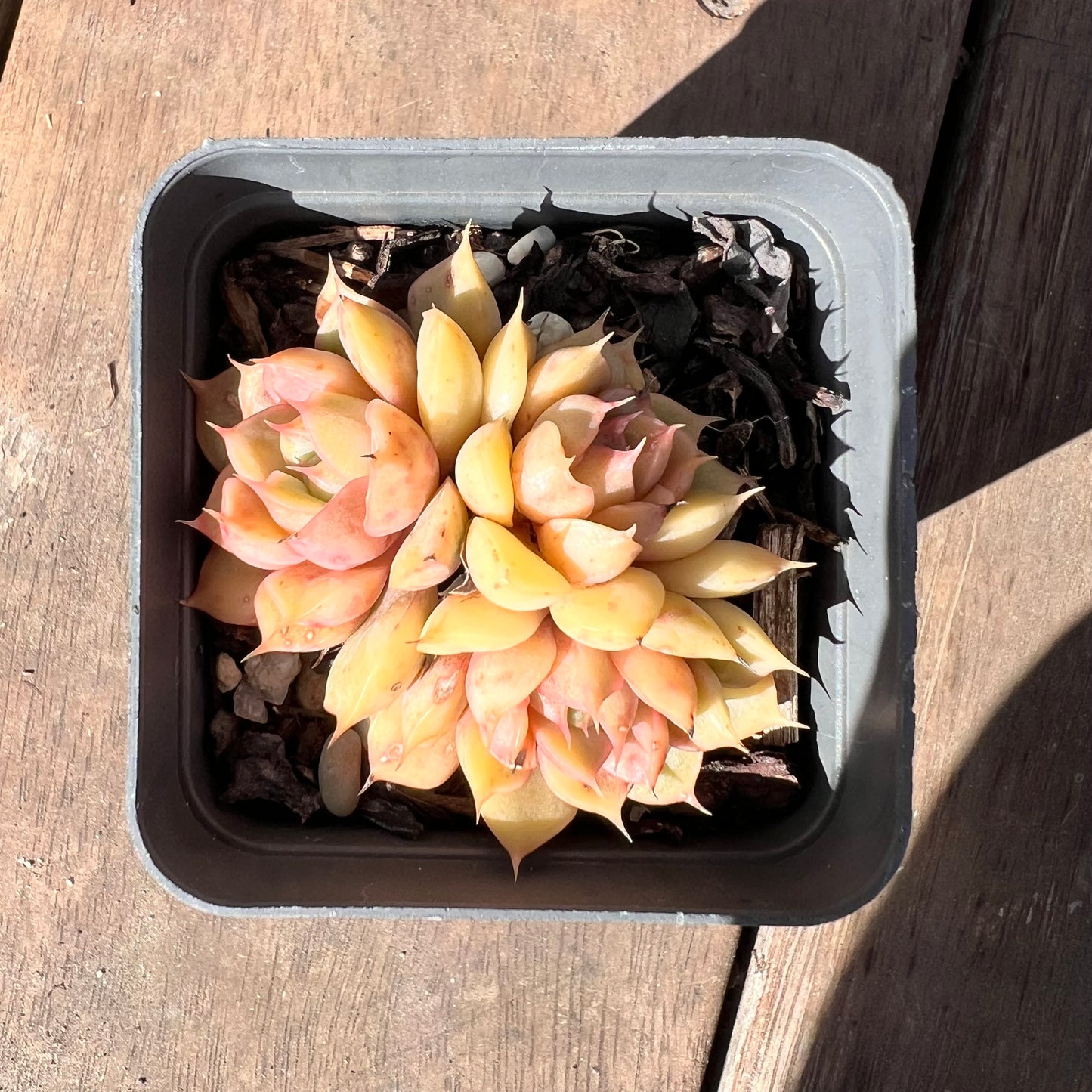 1510 Echeveria Pop Candy (multi)