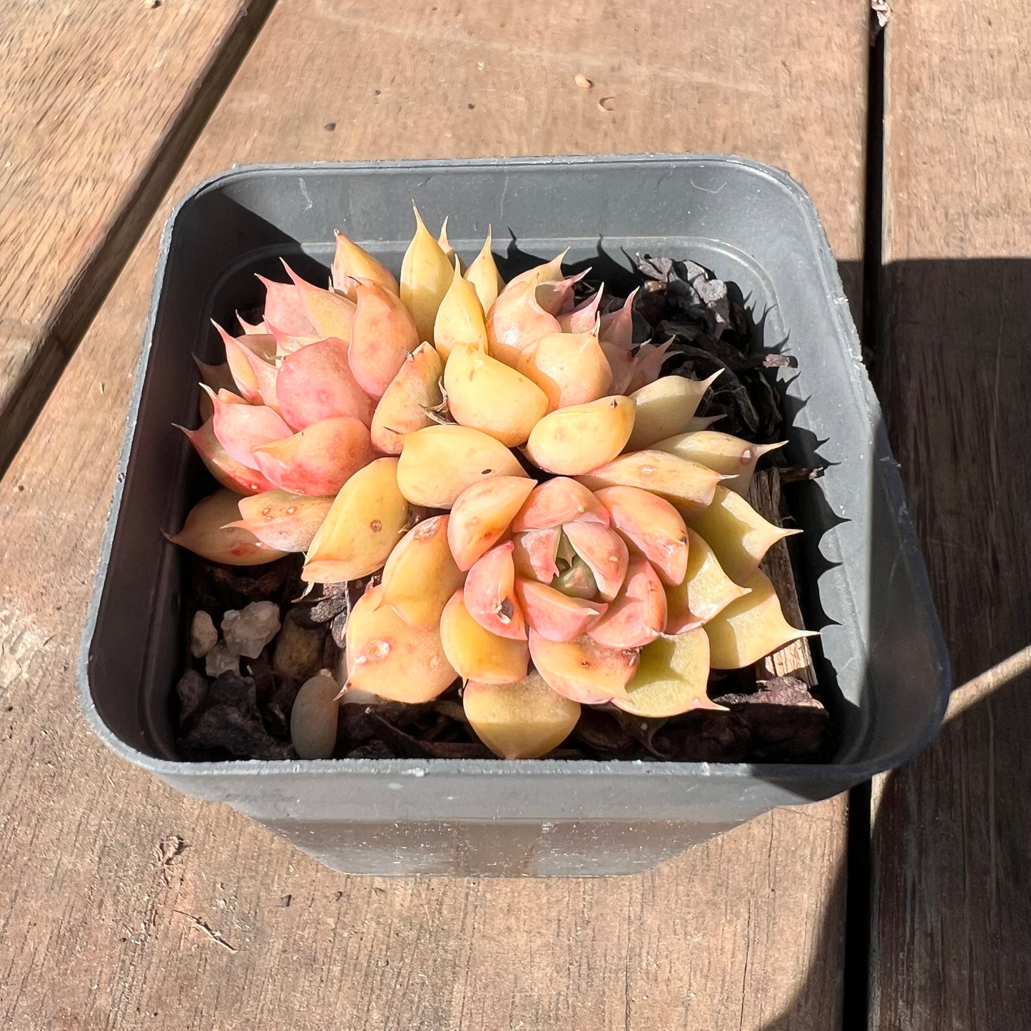 1510 Echeveria Pop Candy (multi)