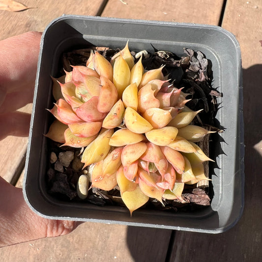 1510 Echeveria Pop Candy (multi)