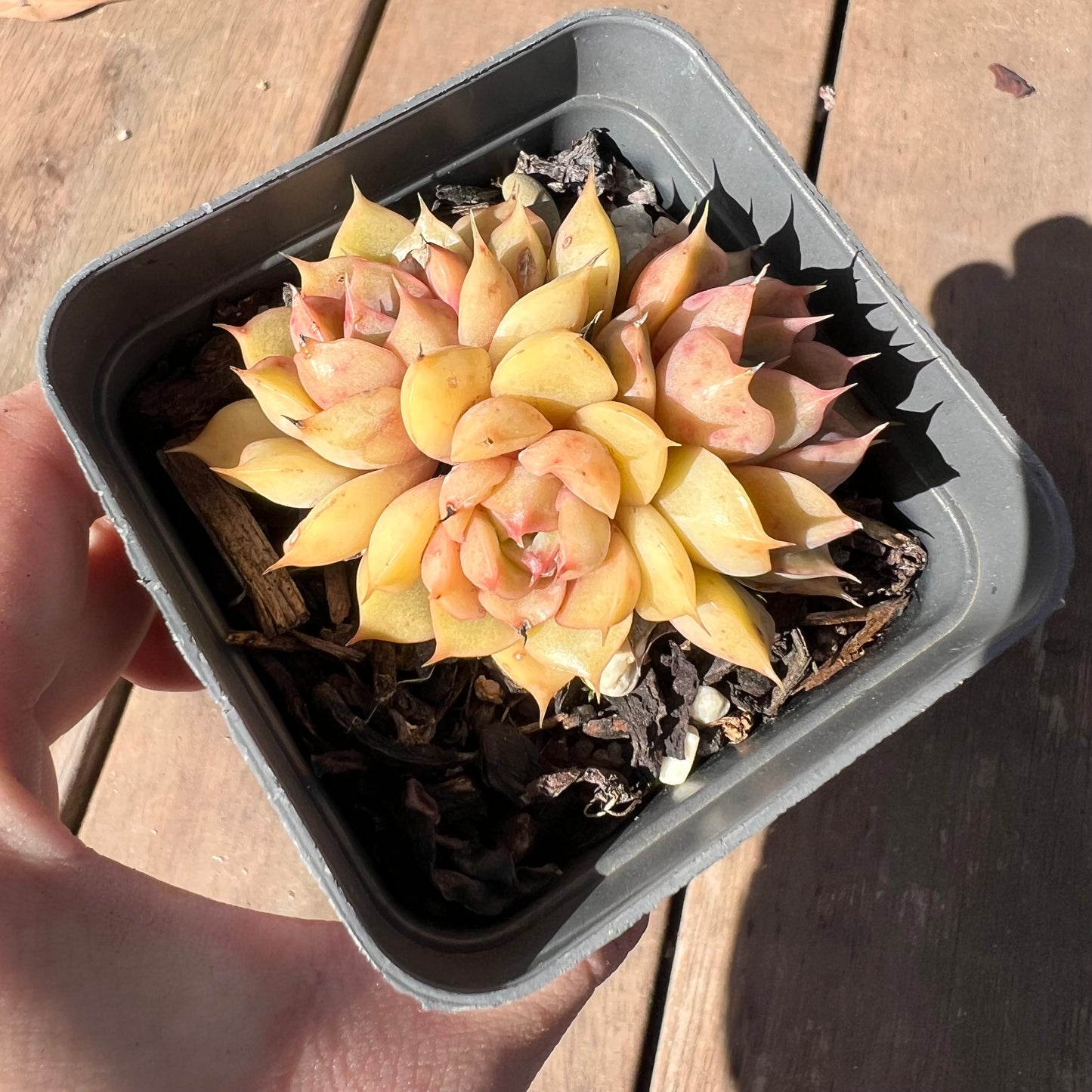 1510 Echeveria Pop Candy (multi)