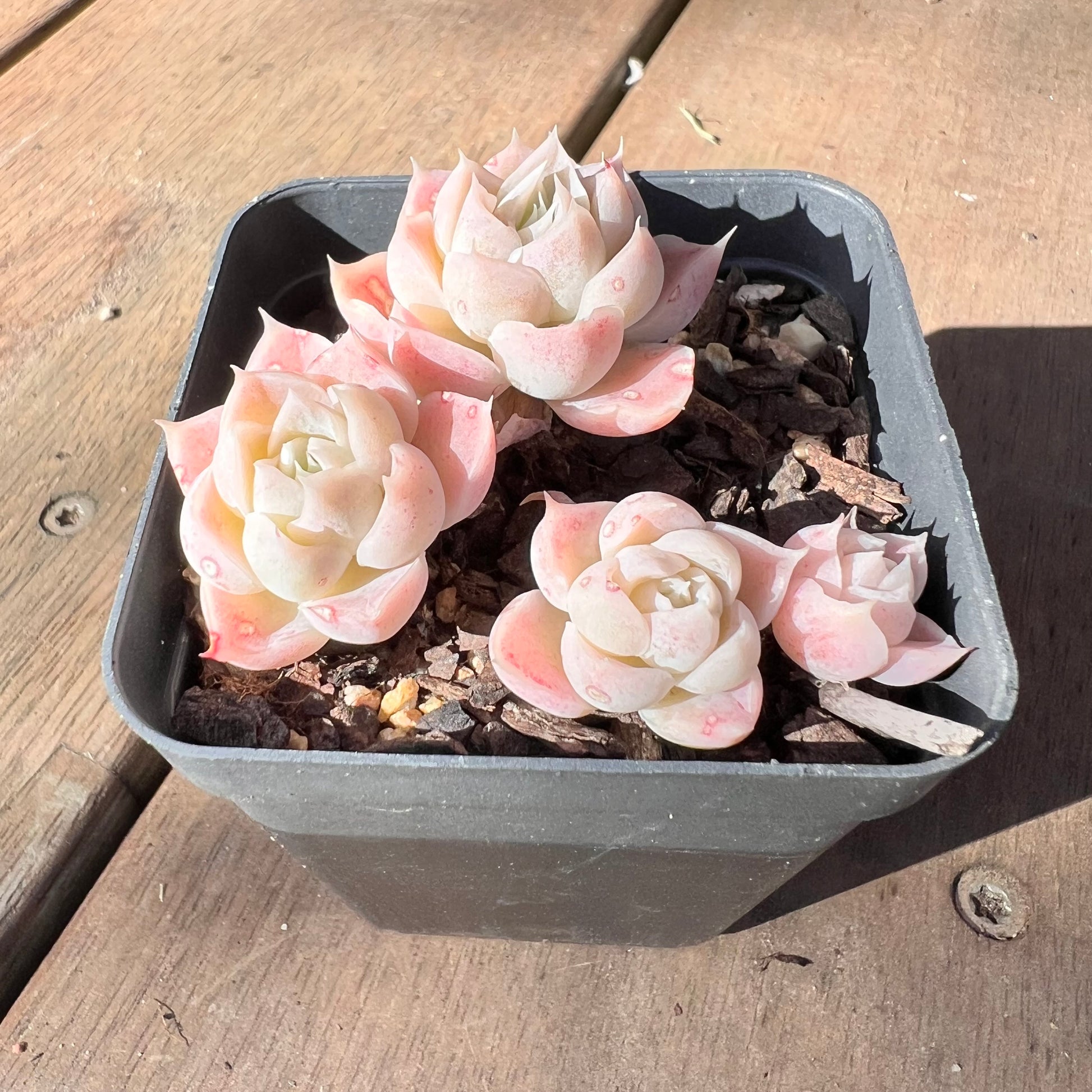 rosebud succulent 1510 Echeveria Rose Bud (Multi)