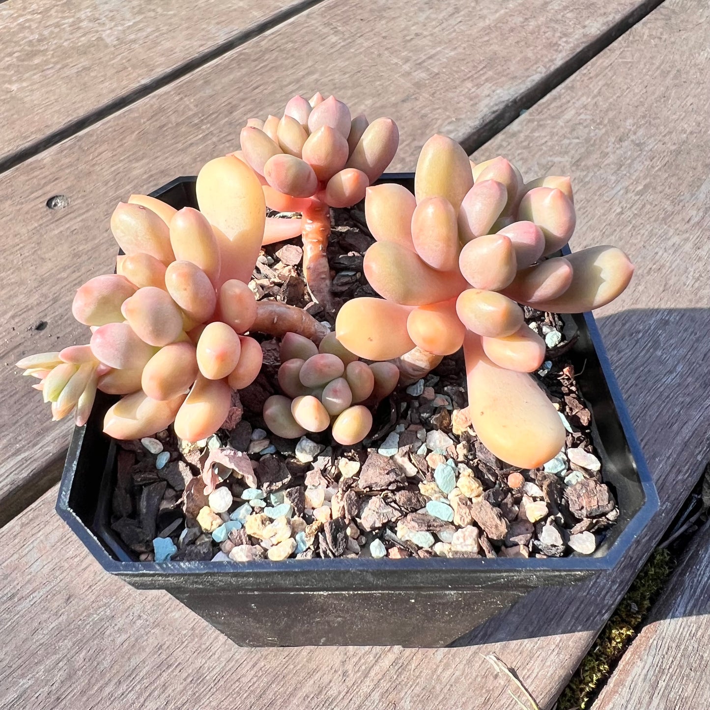 1510 Graptoveria Rainbow Grapes (Multi)