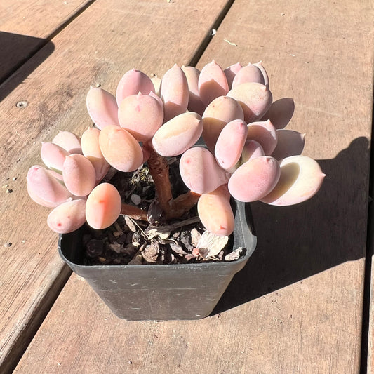 1510 Pachyphytum Apple / Pink Tips (Multi)