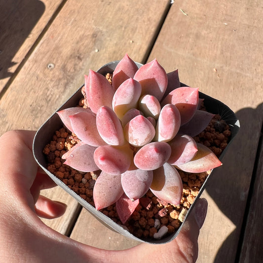 1510 Pachyveria 'Red Tassel'