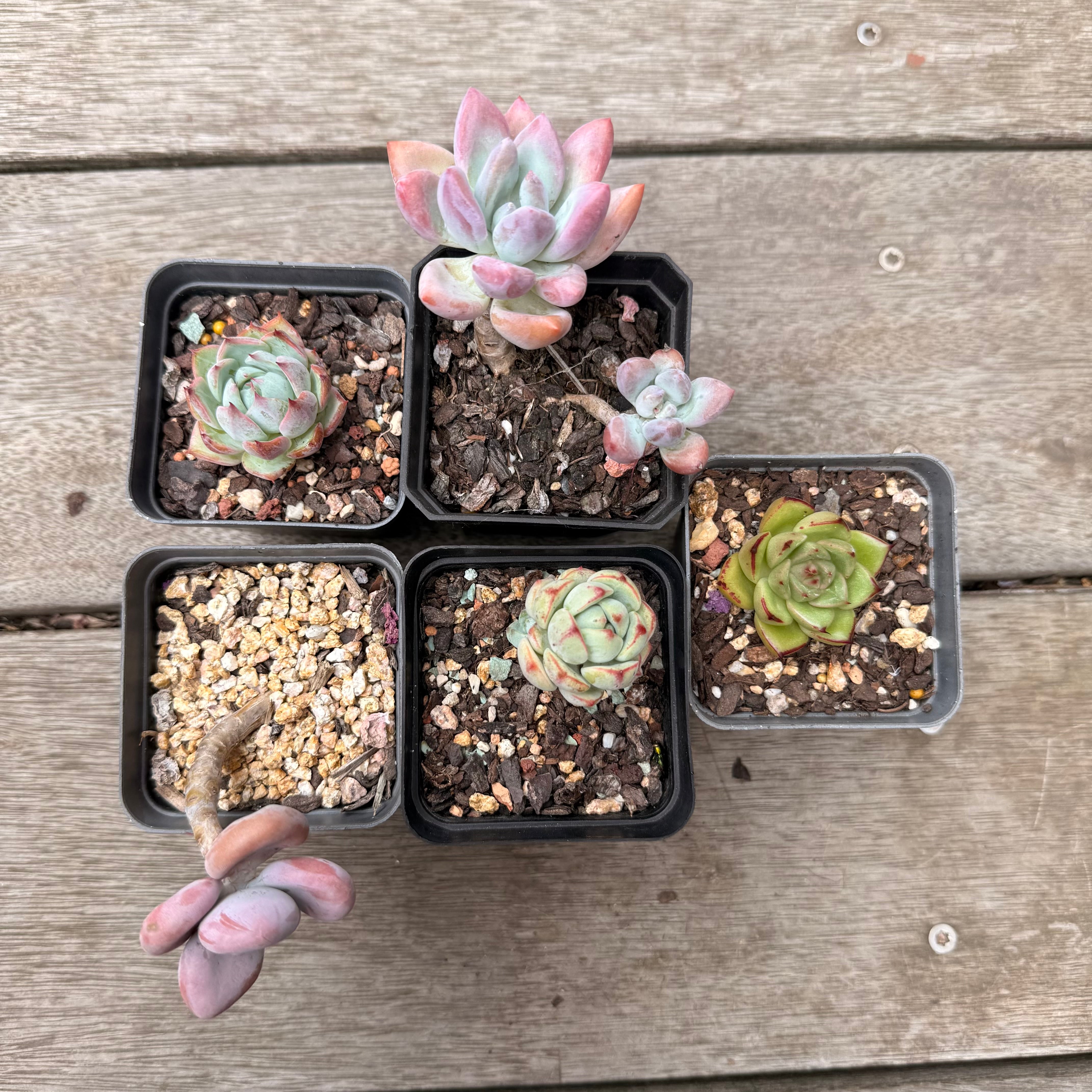 000 多肉组合[C5] – Bella Succulent Garden