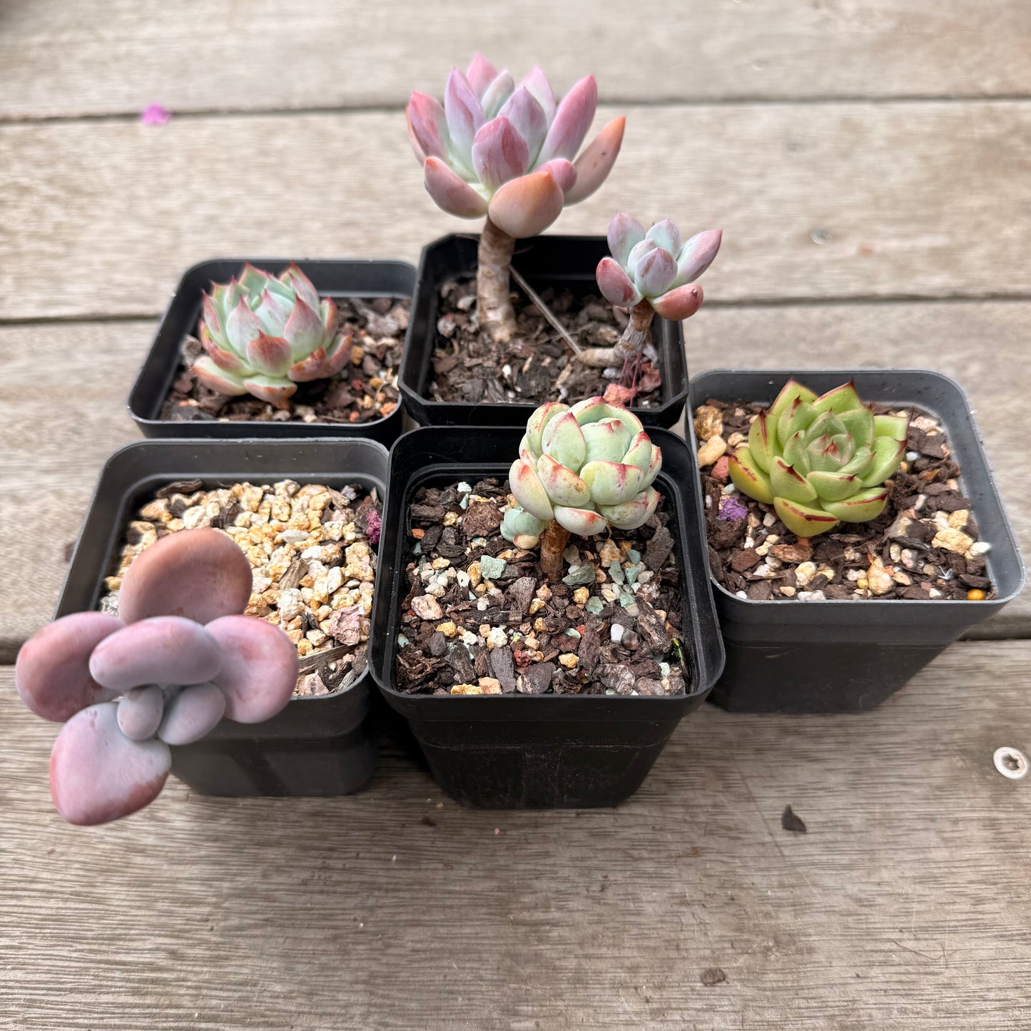 000 多肉组合 [C5]