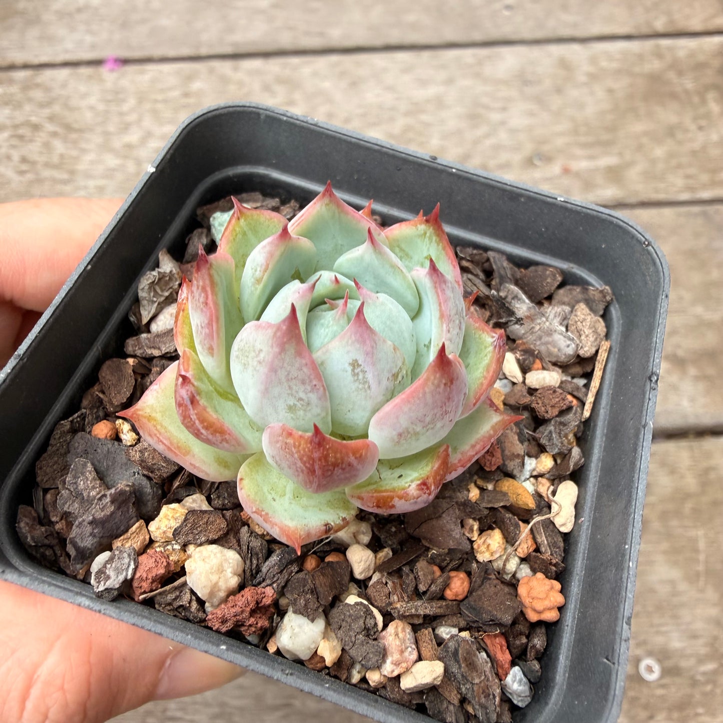 000 多肉组合 [C5]