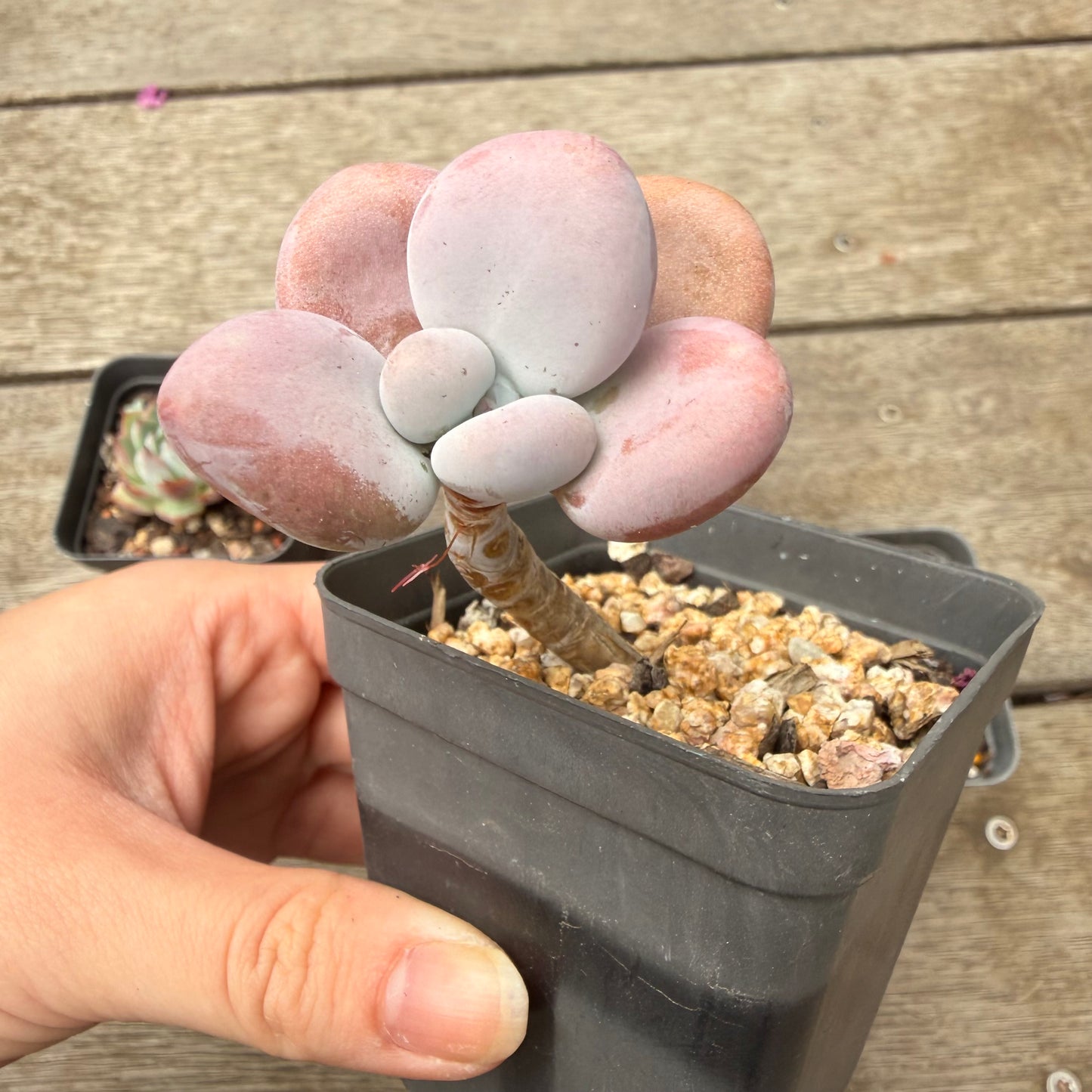 000 多肉组合 [C5]