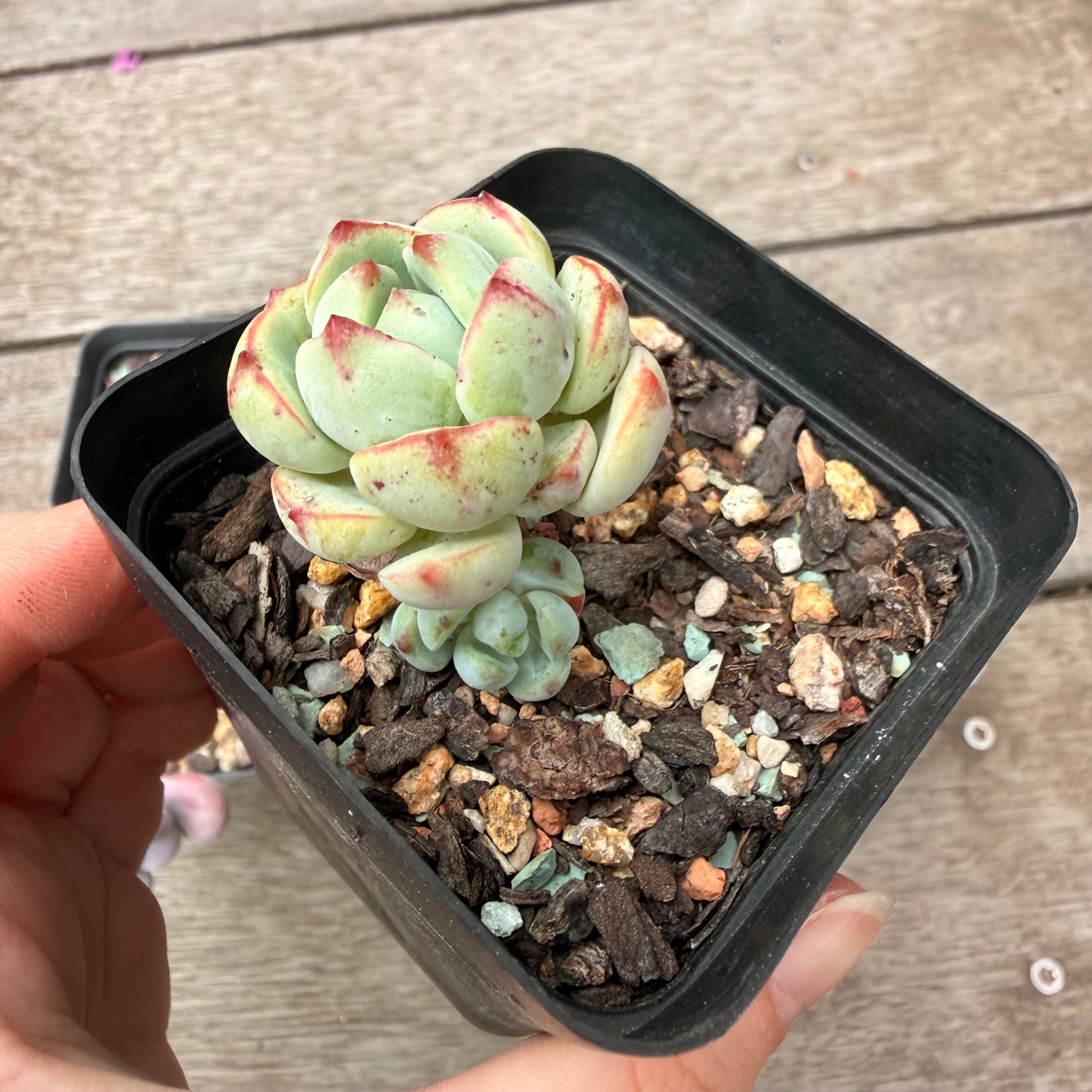 000 多肉组合 [C5]