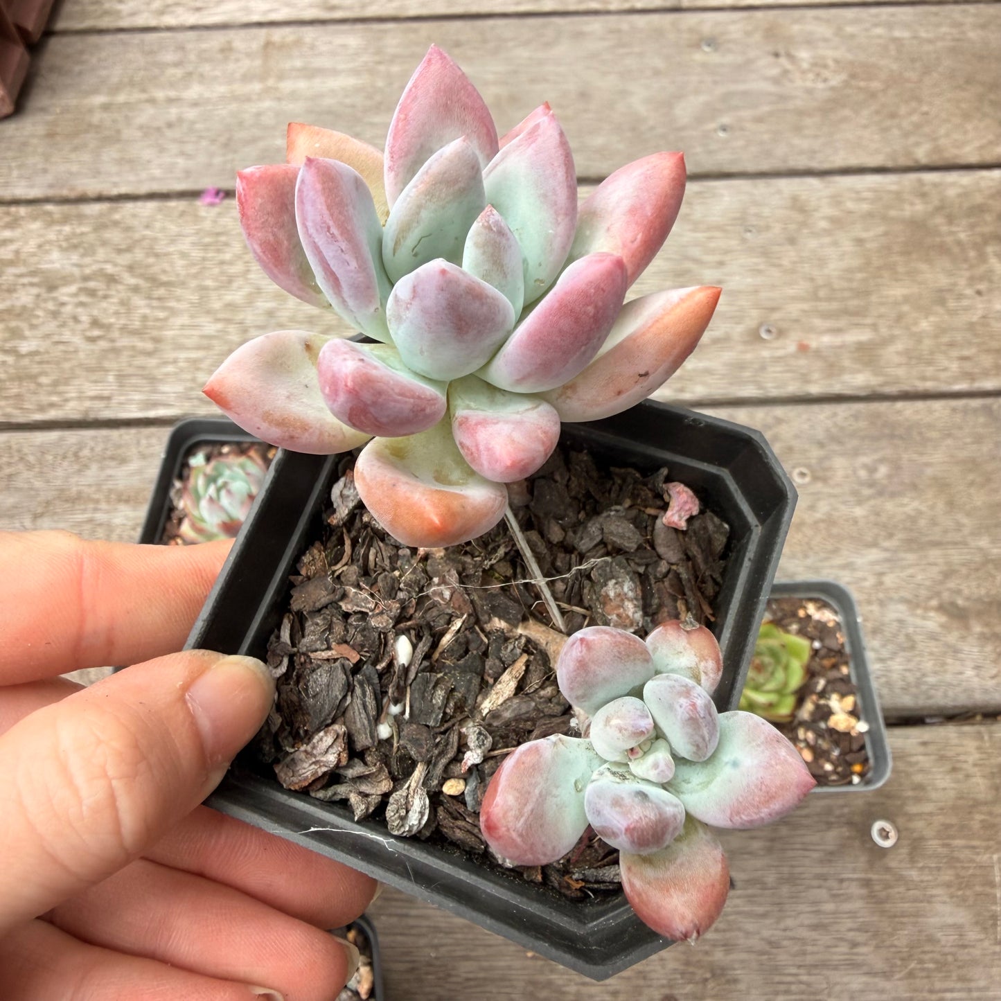 000 多肉组合 [C5]