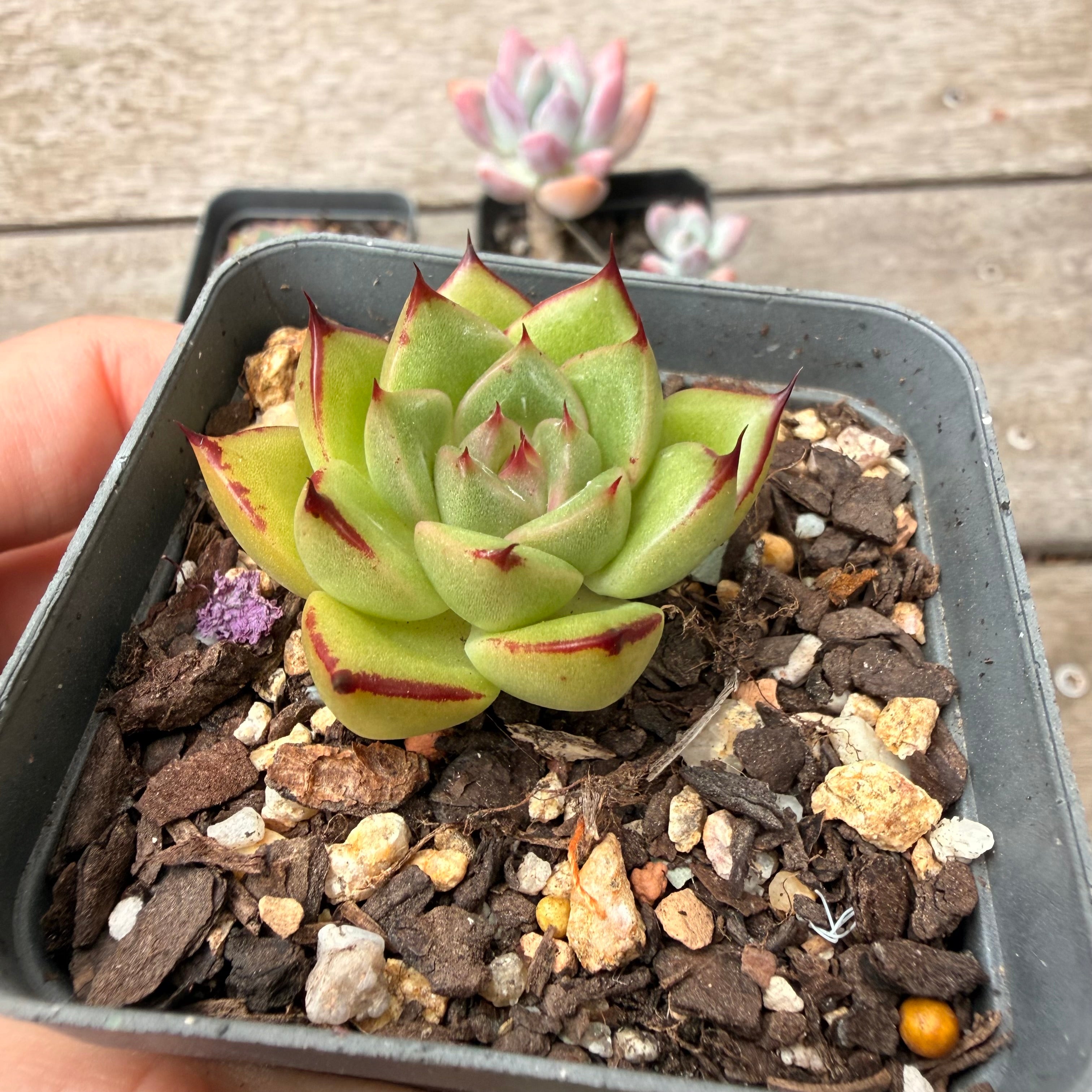 000 多肉组合[C5] – Bella Succulent Garden