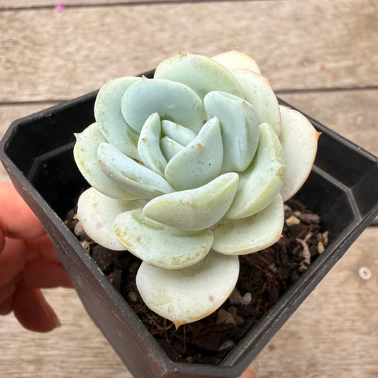 1603 Echeveria Derlu