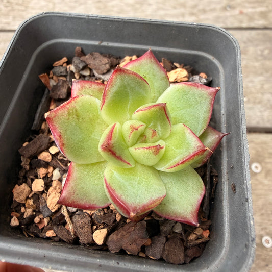 1603 Echeveria Dream Queen