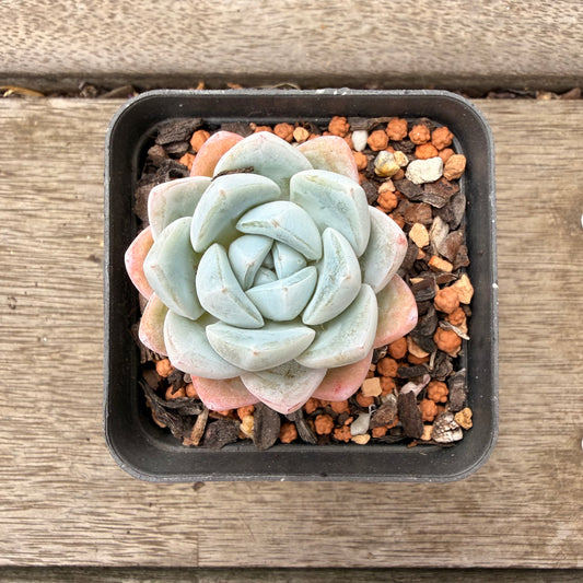 1603 Echeveria 'White Shell'