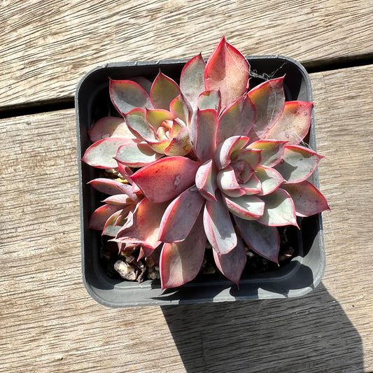 1604 Echeveria Dark Ice (multi)