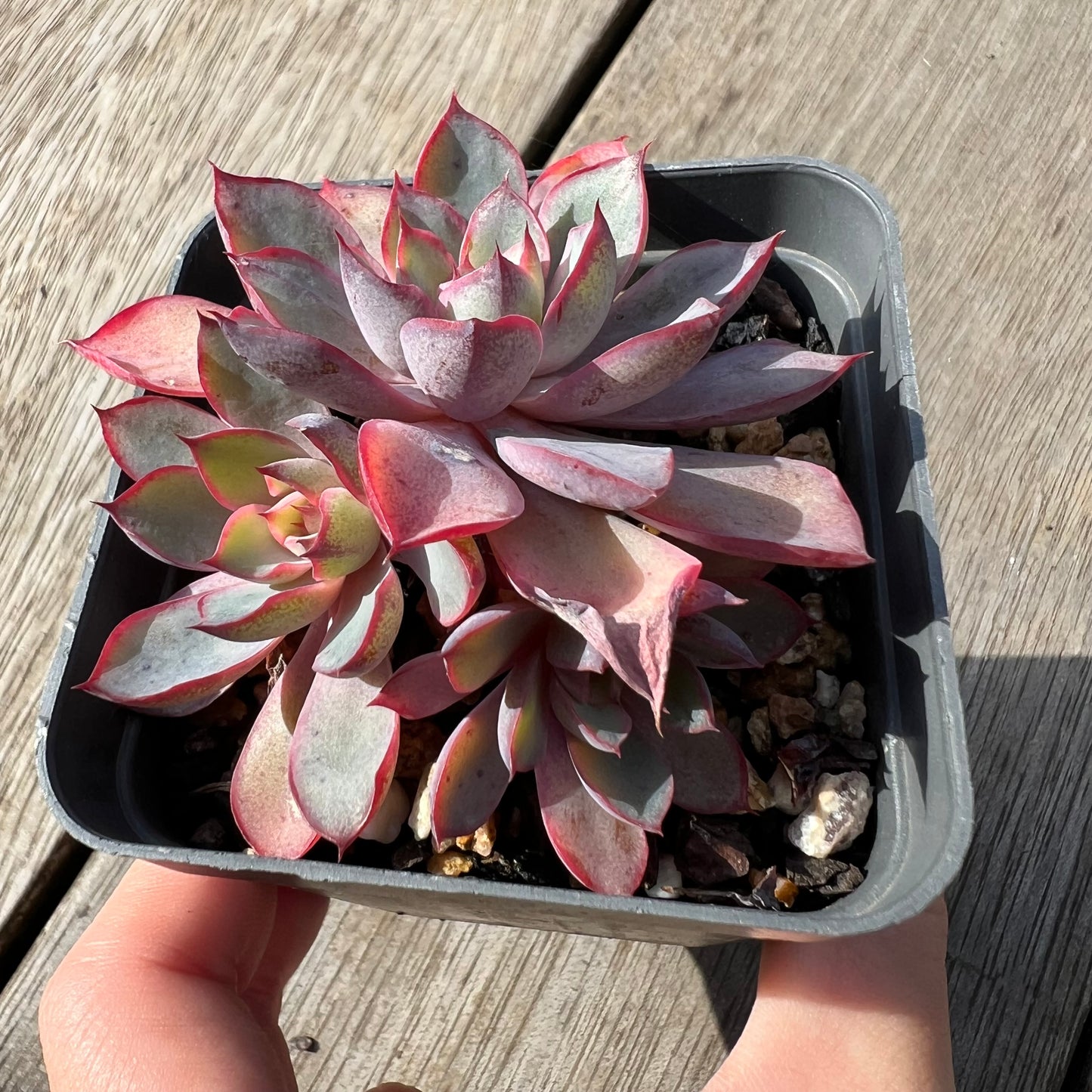 1604 Echeveria Dark Ice (multi)