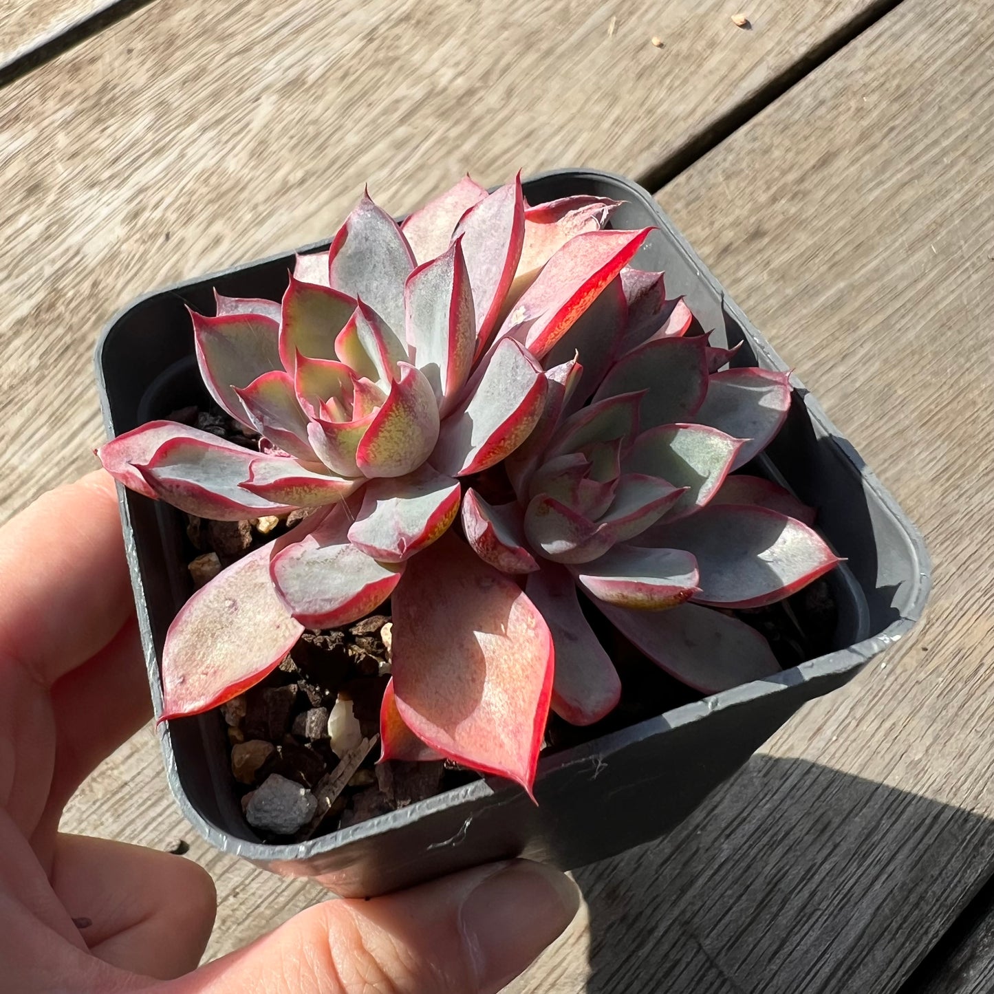 1604 Echeveria Dark Ice (multi)