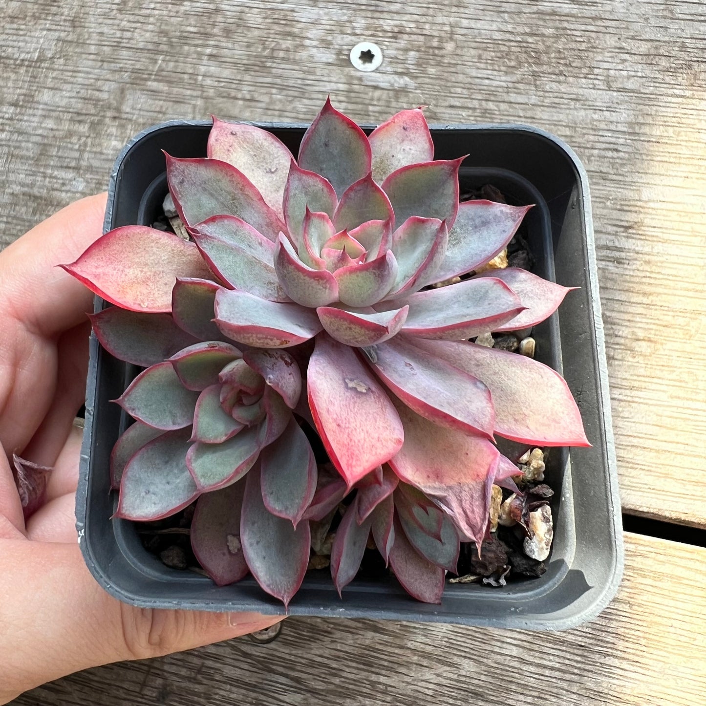 1604 Echeveria Dark Ice (multi)