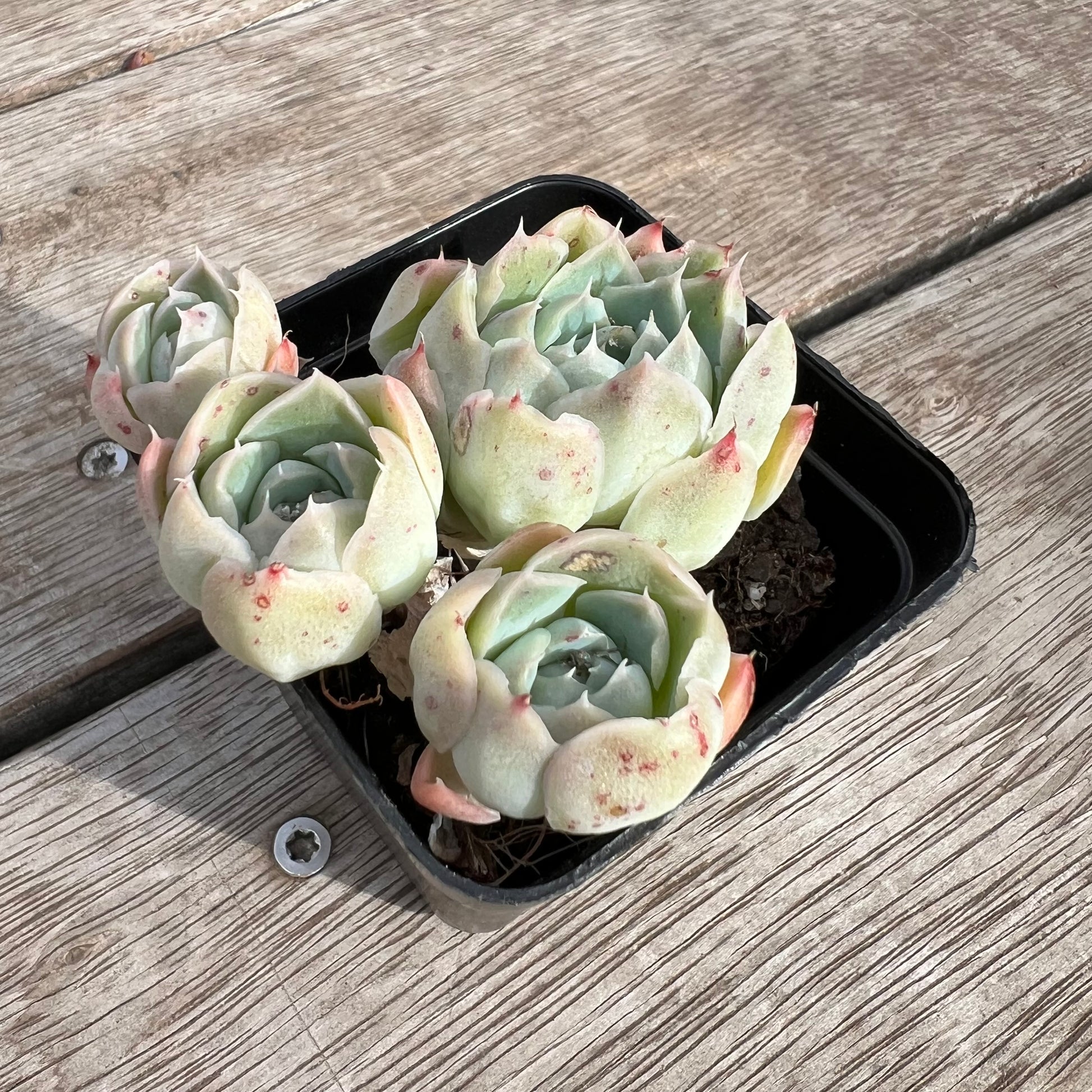 sahara succulent 1604 Echeveria Sahara (Multi)