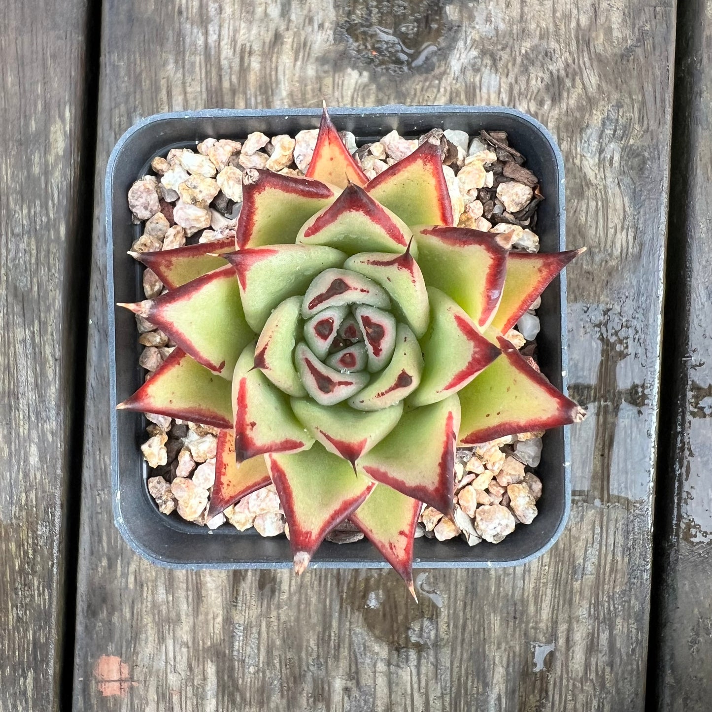 1607 Echeveria Agavoides Ebony