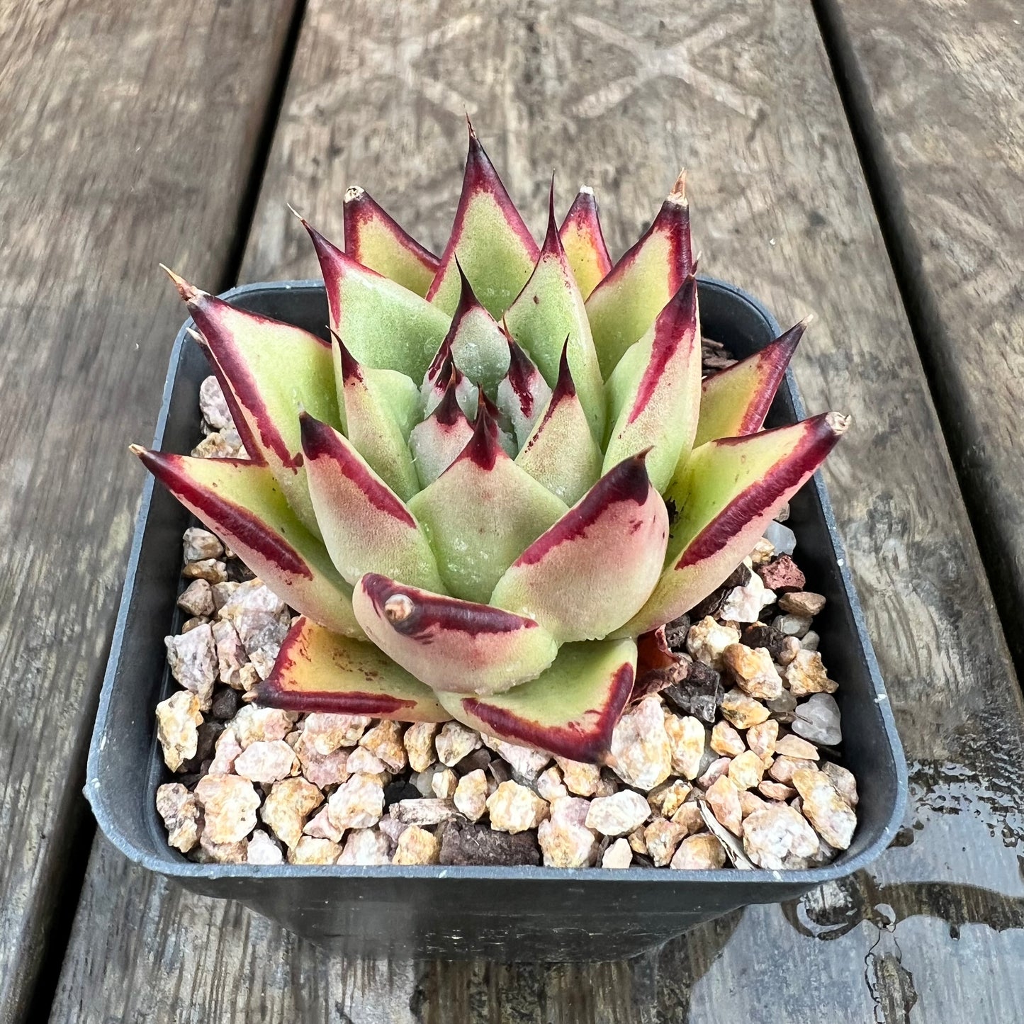 1607 Echeveria Agavoides Ebony