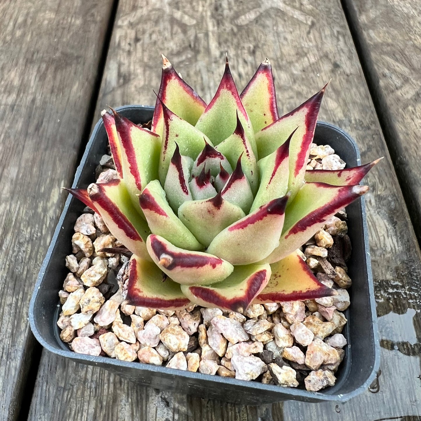 1607 Echeveria Agavoides Ebony