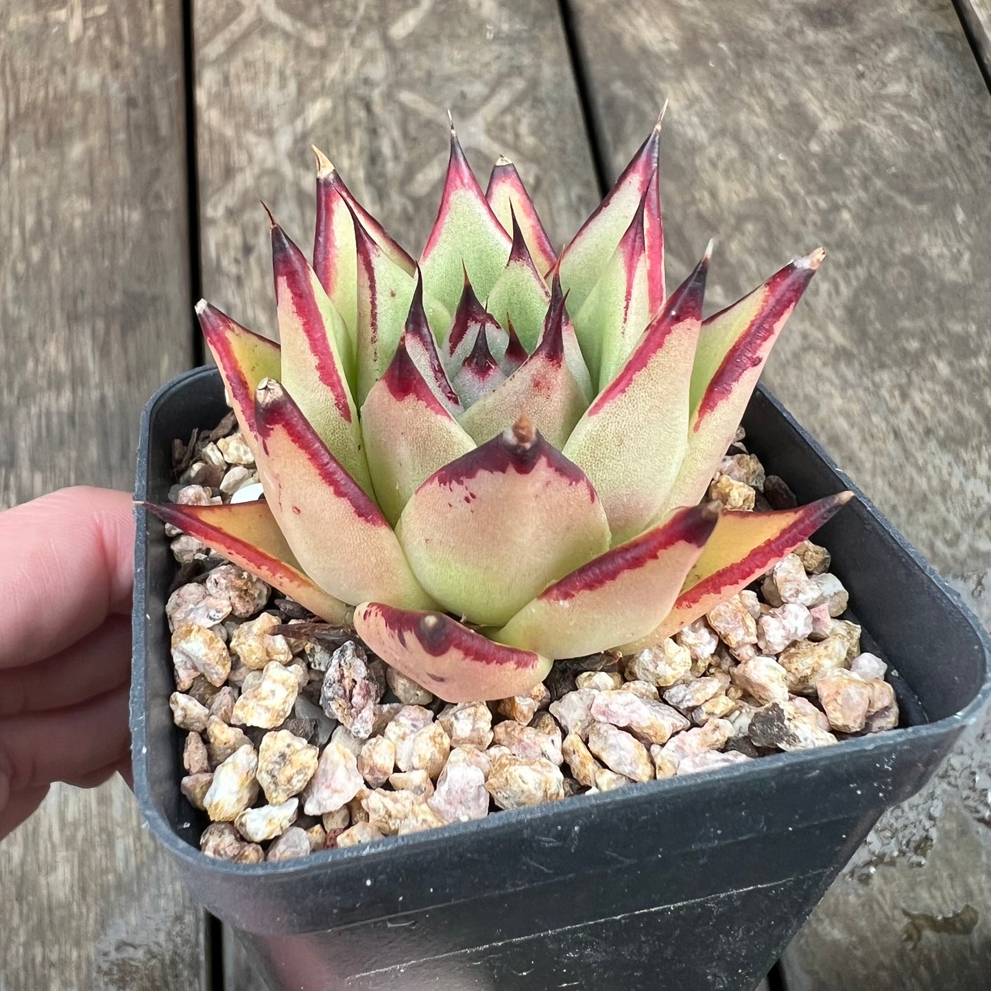 1607 Echeveria Agavoides Ebony