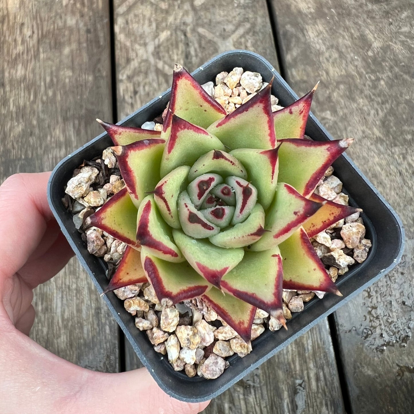 1607 Echeveria Agavoides Ebony