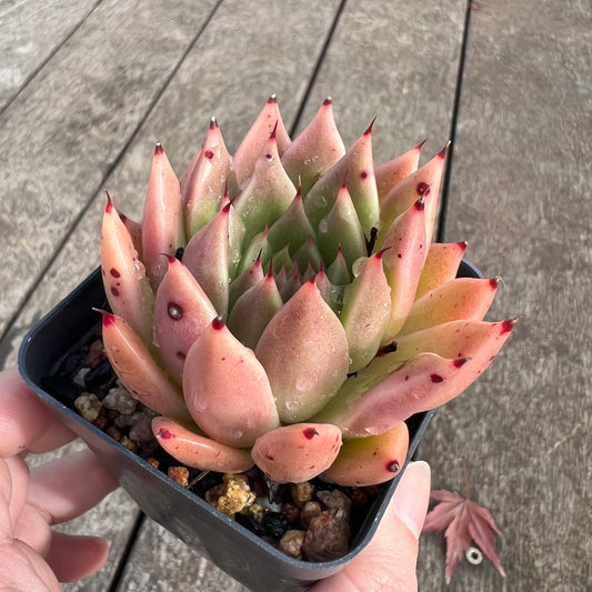 1607 Echeveria Agavoides x Malgan 'Pumpkin'