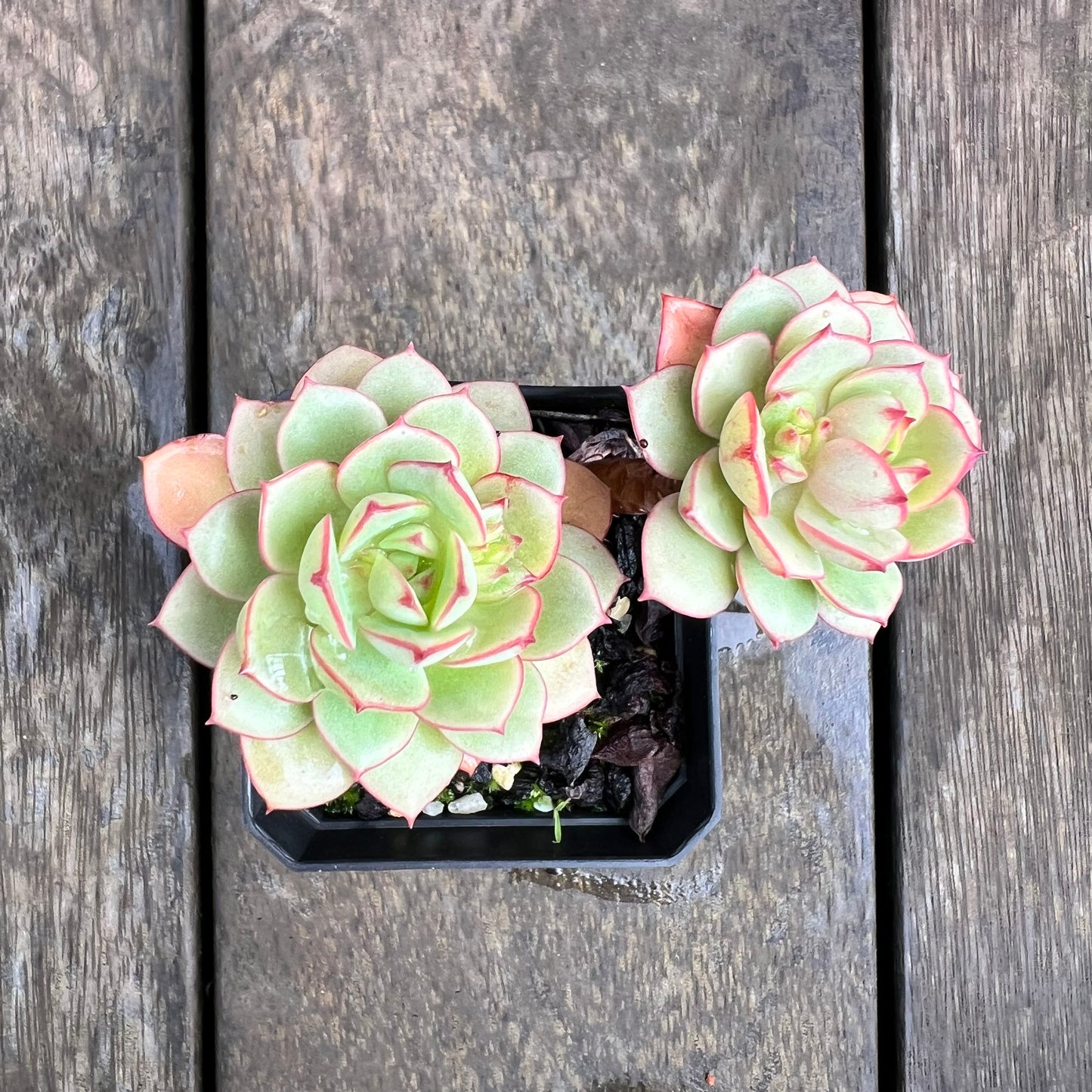 1607 Echeveria Deren Oliver