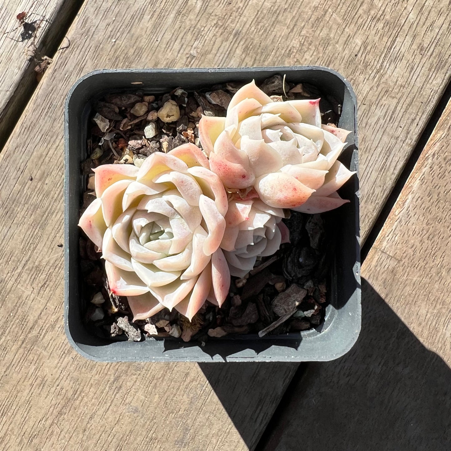 1607 Echeveria 'Princess Ariel' (multi)