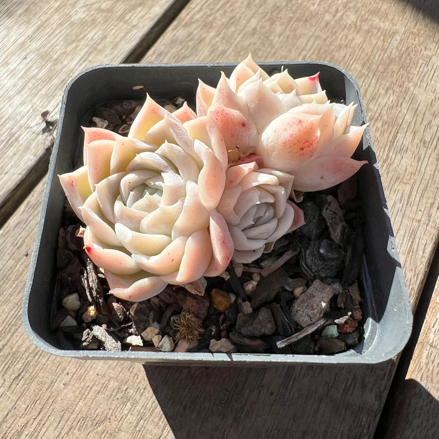 1607 Echeveria 'Princess Ariel' (multi)