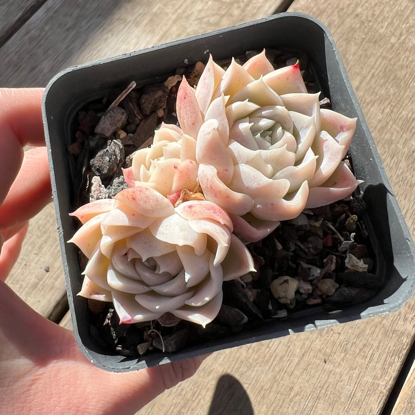 1607 Echeveria 'Princess Ariel' (multi)