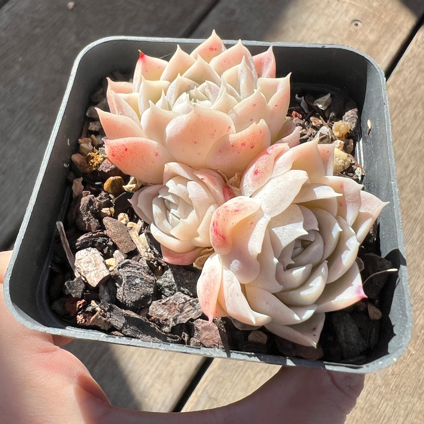 1607 Echeveria 'Princess Ariel' (multi)