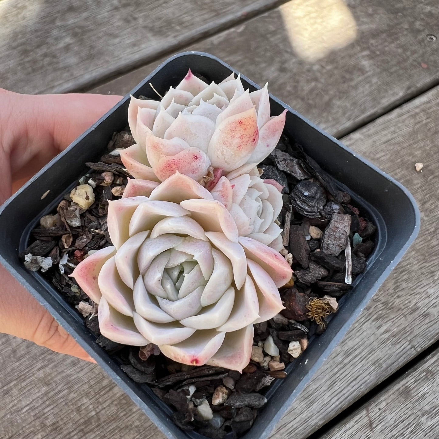 1607 Echeveria 'Princess Ariel' (multi)