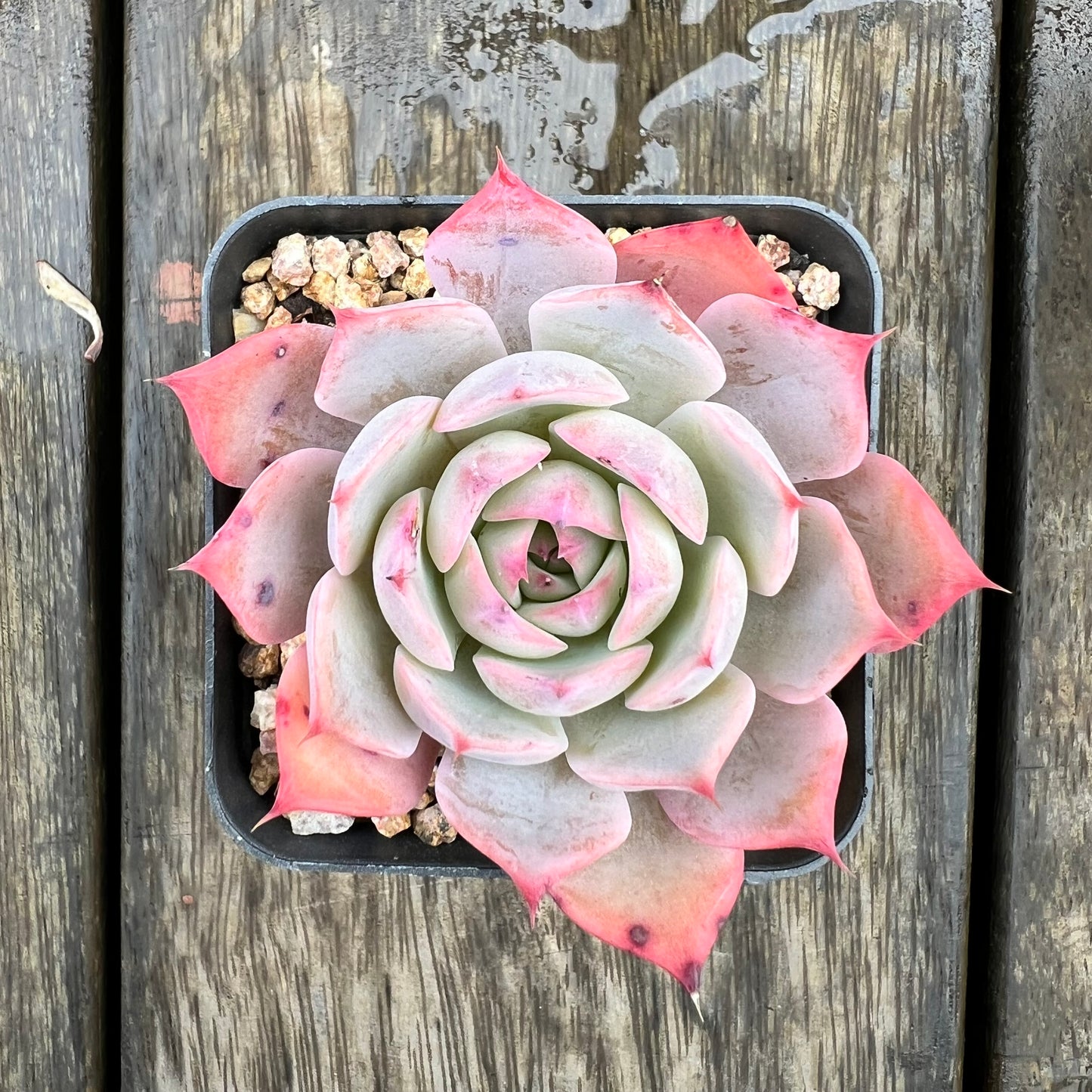 1607 Echeveria Laulensis x Tuxpan