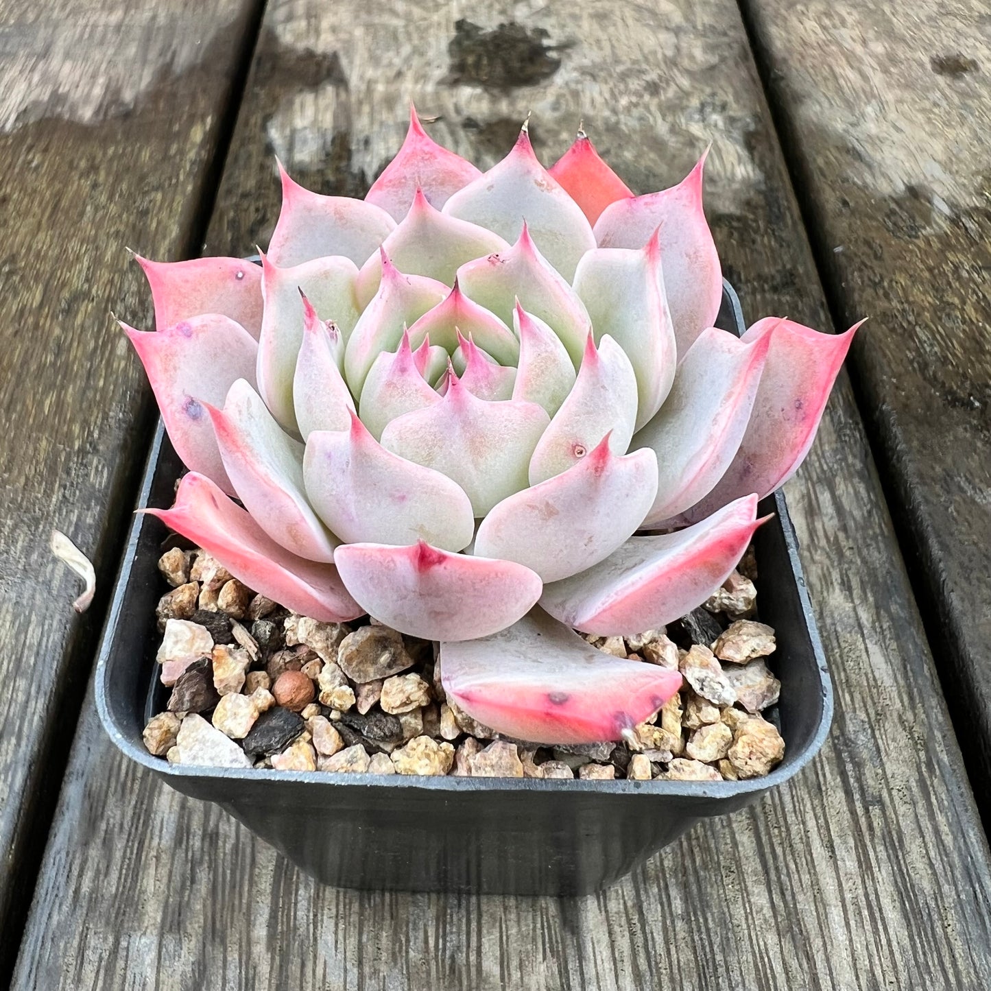 1607 Echeveria Laulensis x Tuxpan