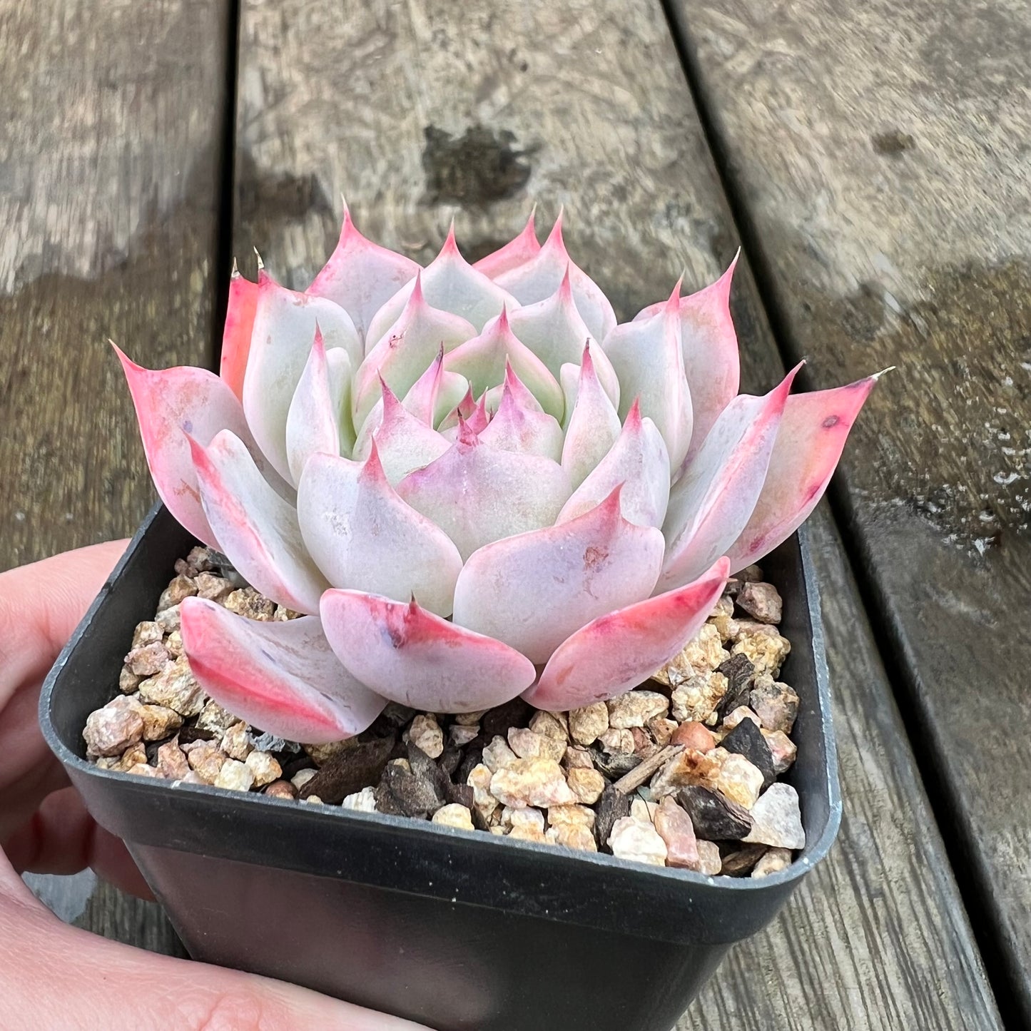 1607 Echeveria Laulensis x Tuxpan