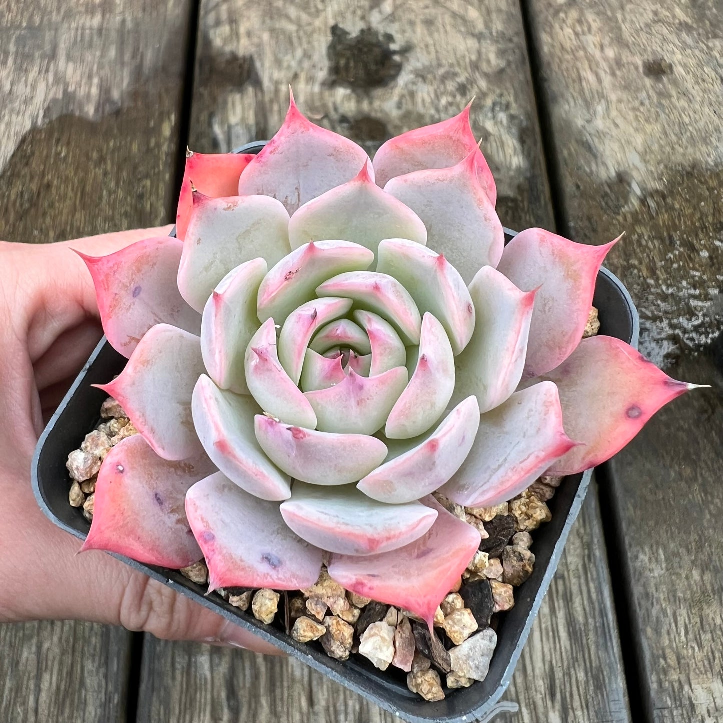 1607 Echeveria Laulensis x Tuxpan