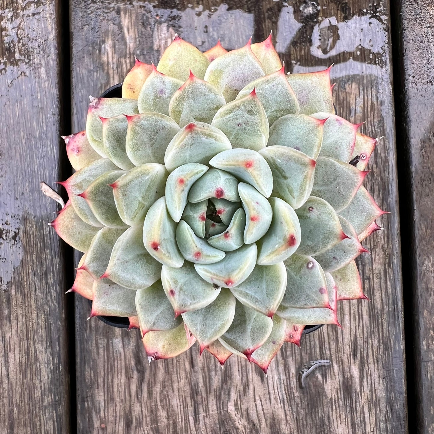 1607 Echeveria Minima x Zaragoza