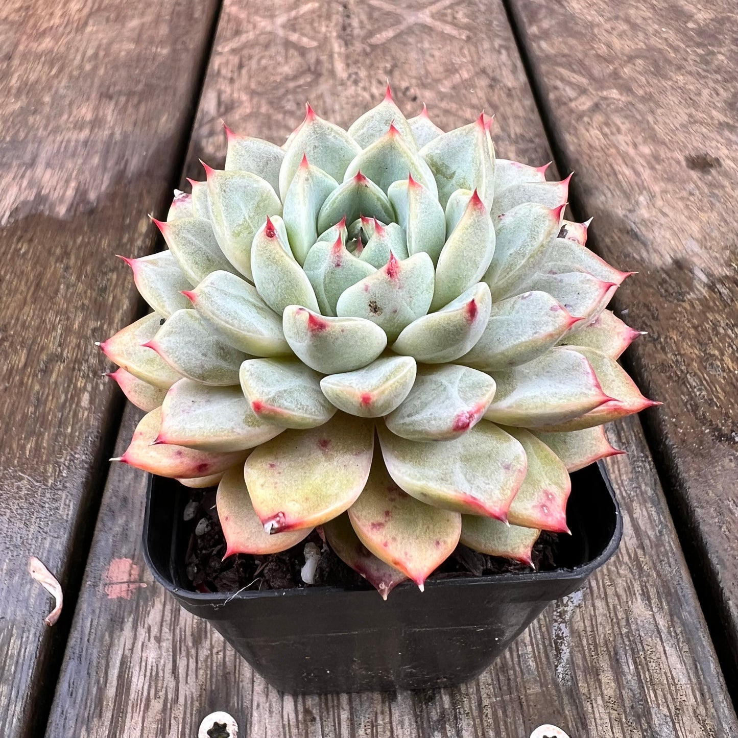 1607 Echeveria Minima x Zaragoza