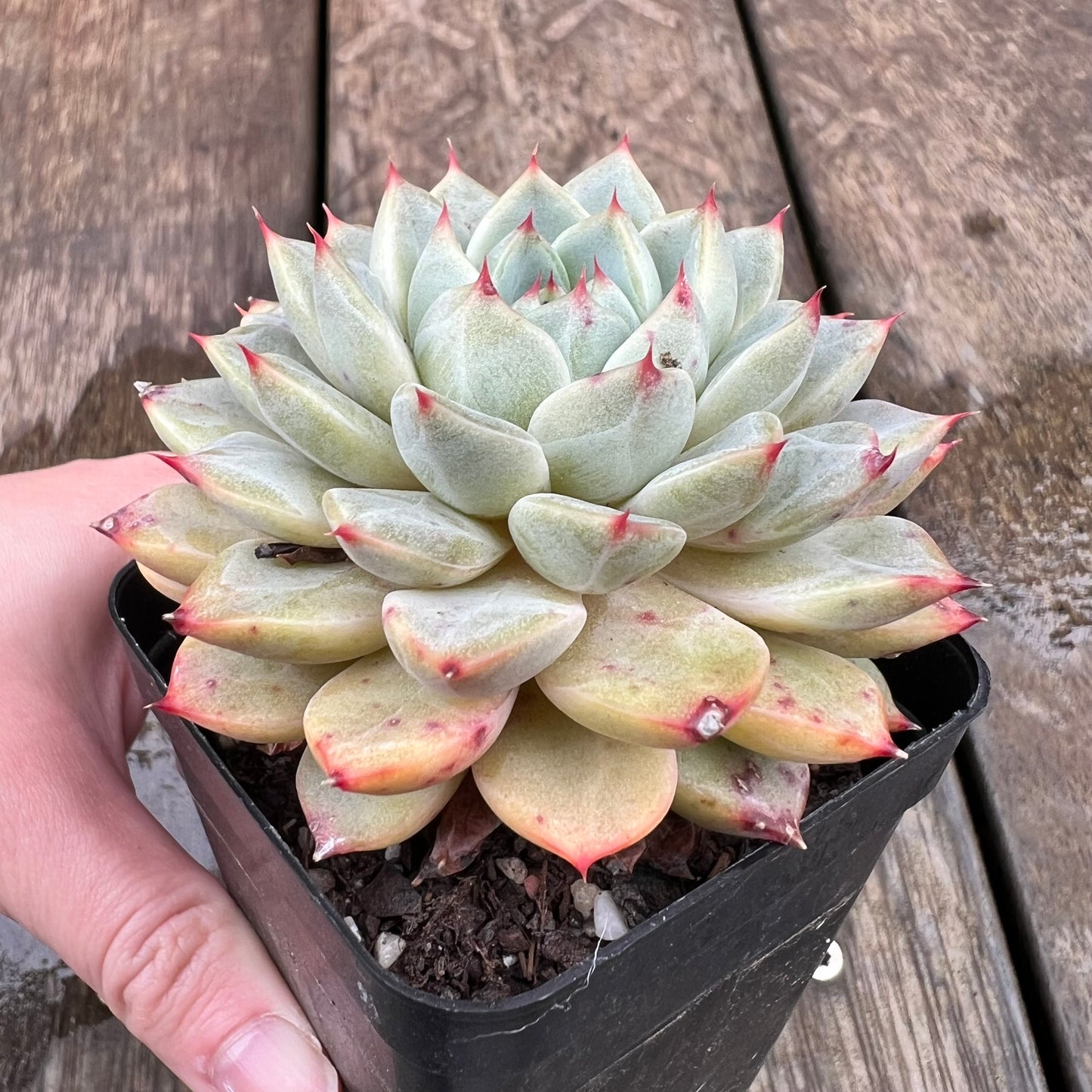 1607 Echeveria Minima x Zaragoza