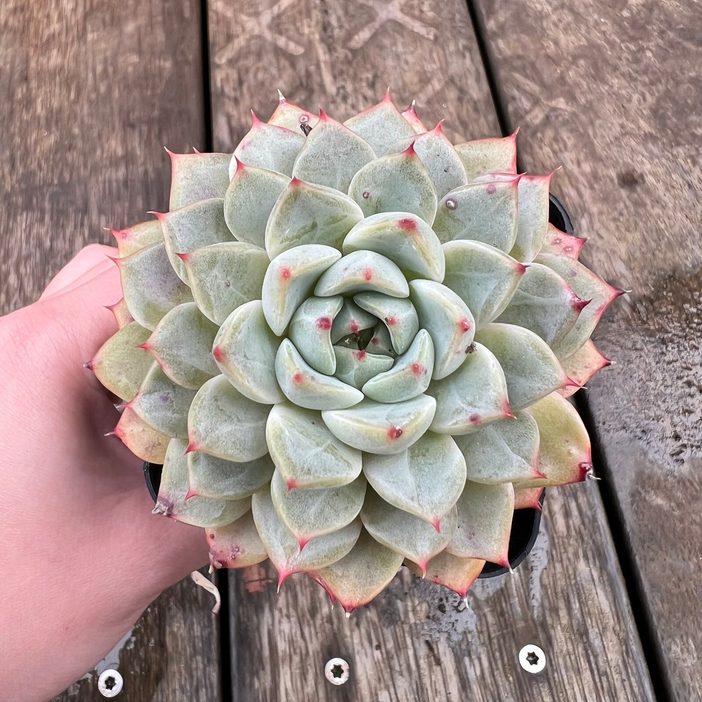 1607 Echeveria Minima x Zaragoza