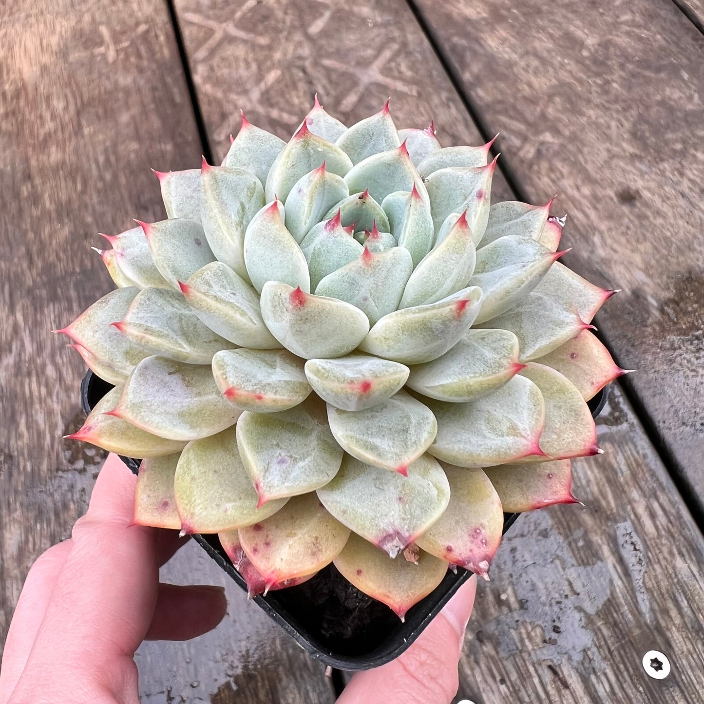 1607 Echeveria Minima x Zaragoza