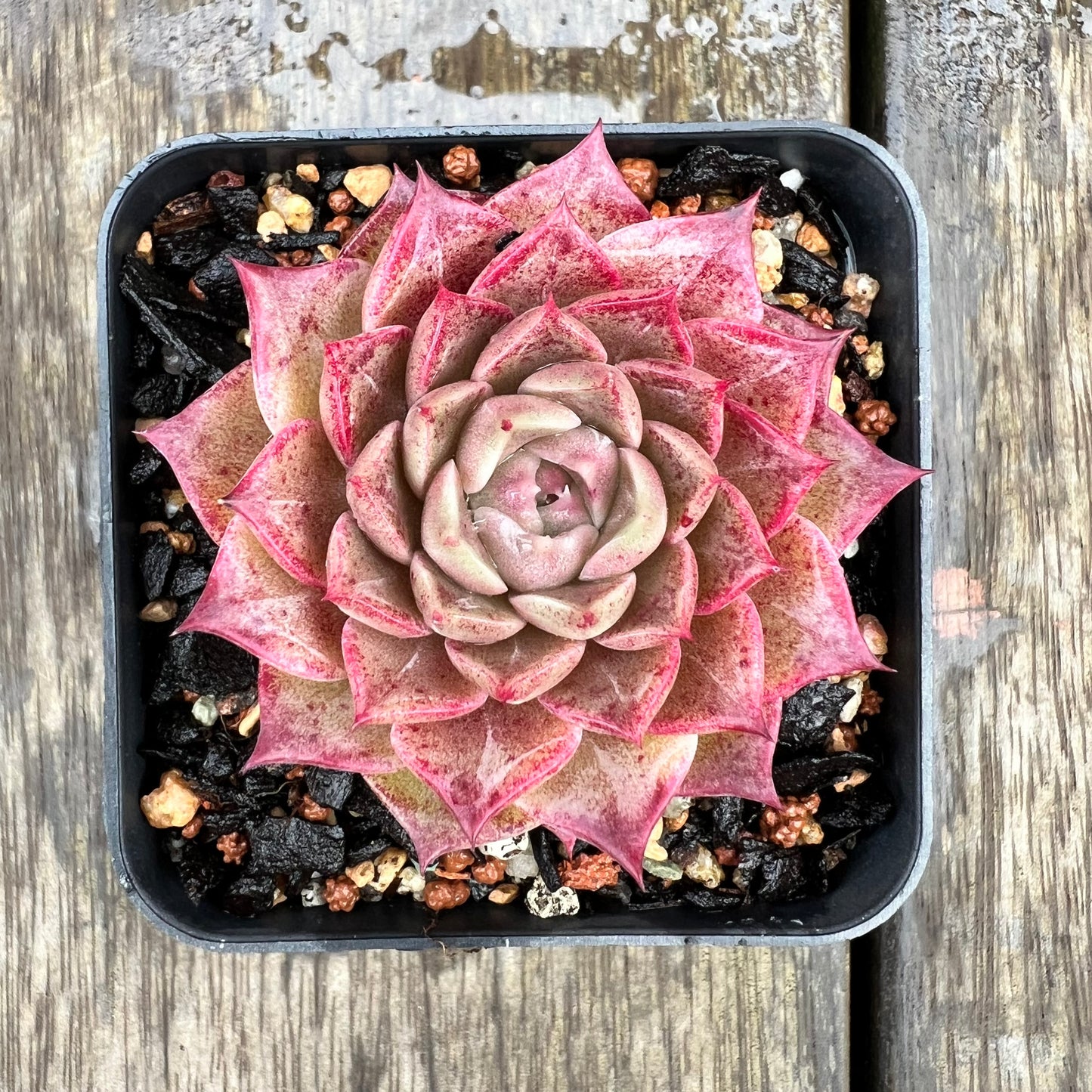 1607 Echeveria 'Queen Red'