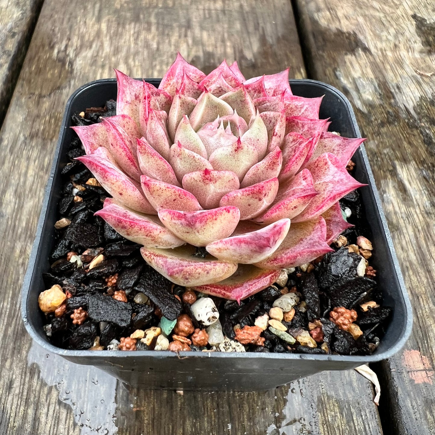 1607 Echeveria 'Queen Red'