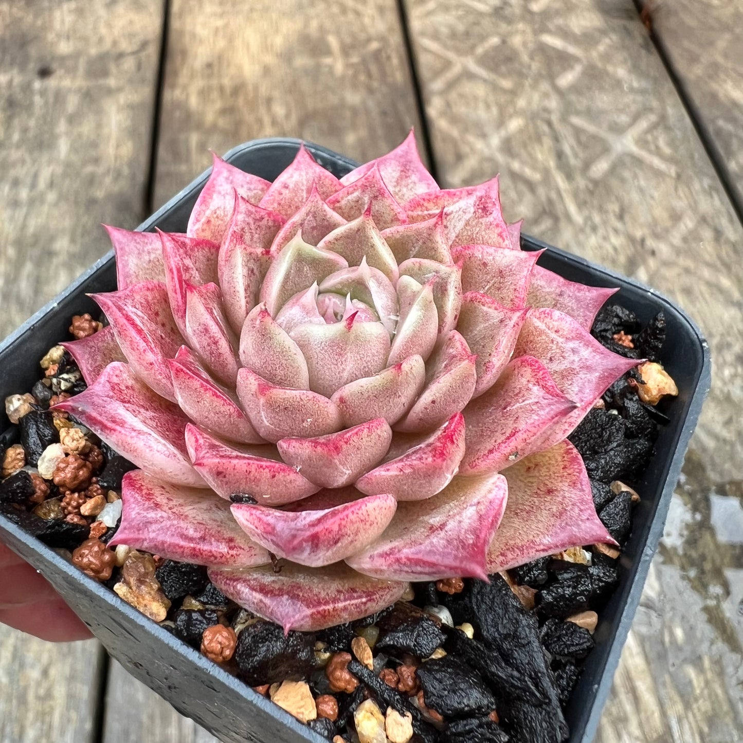 1607 Echeveria 'Queen Red'