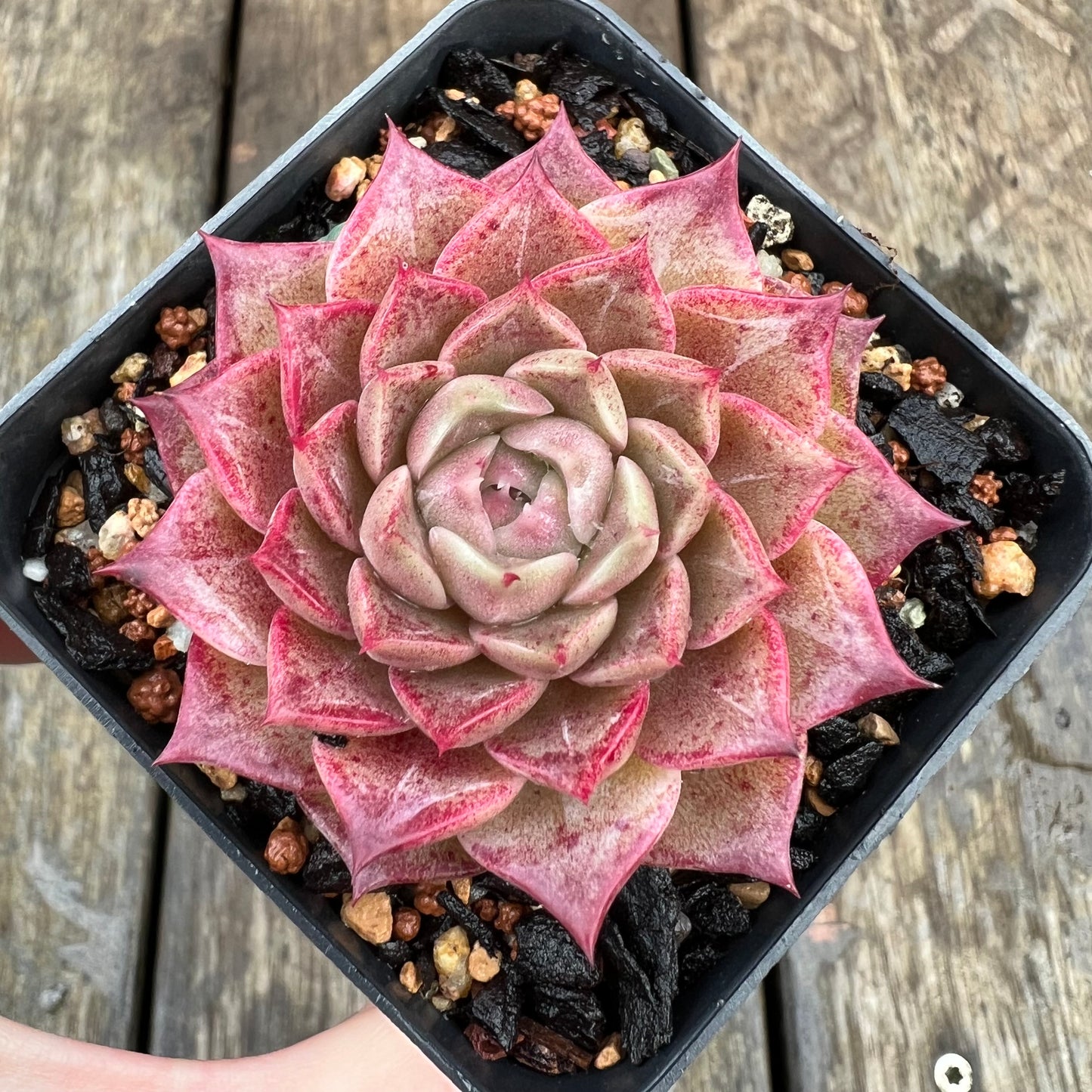 1607 Echeveria 'Queen Red'