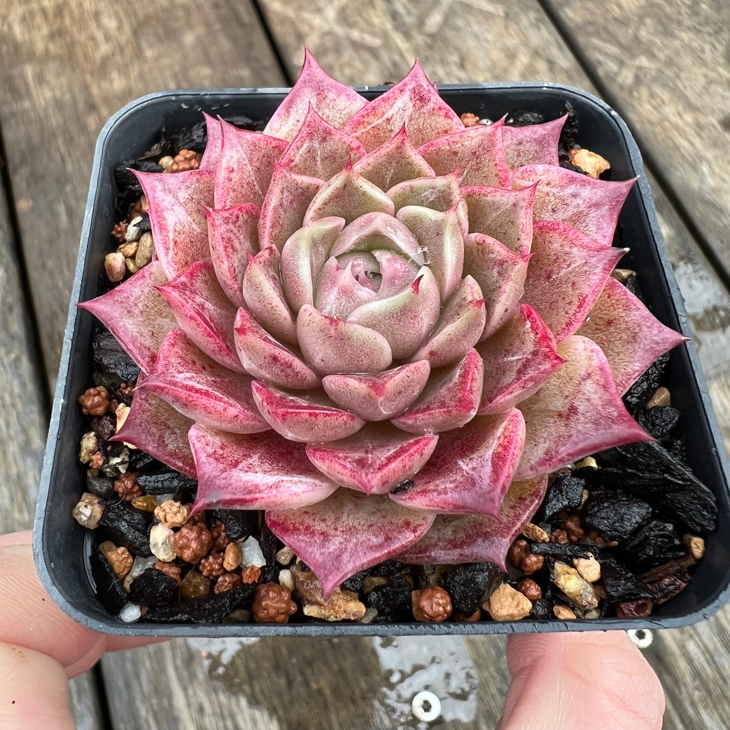 1607 Echeveria 'Queen Red'