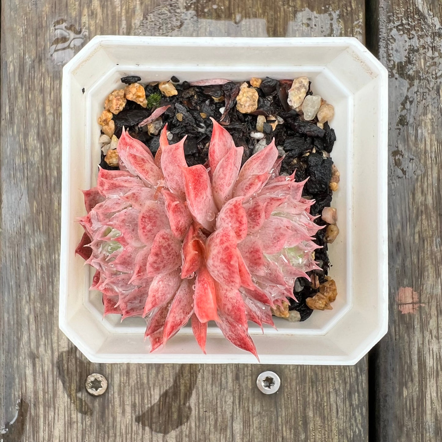 1607 Echeveria 'Red Hole' (doule)